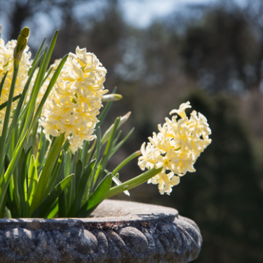 Hyacinth 'Gypsy Princess'